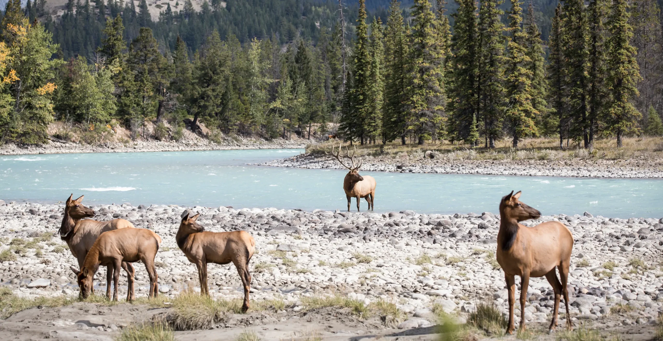 The image depicts a serene natural landscape featuring several elk standing near a river with turquoise water. In the background, there are tall evergreen trees and mountains, creating a picturesque scene. The area appears to be a peaceful wilderness setting, ideal for wildlife observation.